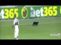 قط يدخل الملعب في مباراة برشلونة وإلتش 3-0 / 24-08-2014 تعليق مضحك لفهد العتيبي HD