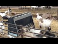 Jake Grift 100' x 240' Epic Building Series Goat Dairy Barn