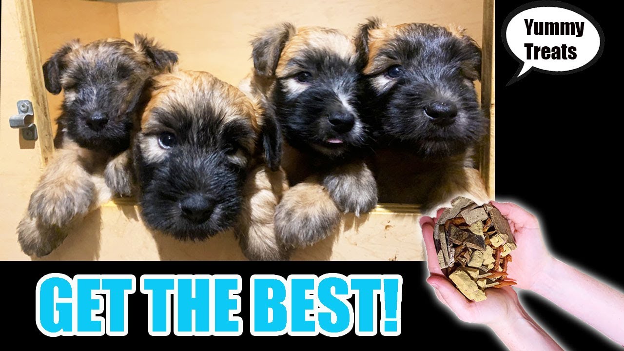 Best Puppy Treats (For Training and Health) YouTube