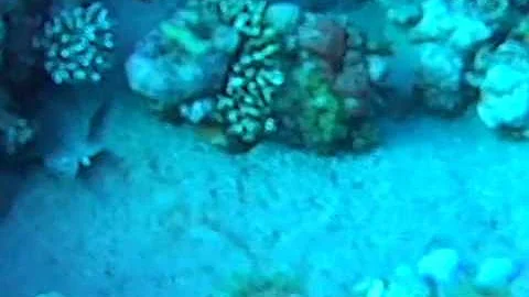 Bertolutti Dora Howard Diving in Dahab November 2016