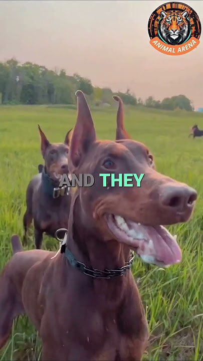 This Is Why the Doberman Is the Ultimate Family Protector 🐕🛡️