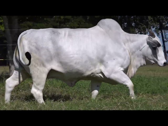 Lote 05 ASP   Leilão Doadoras Bela Alvorada Nelore Zan & Convidados