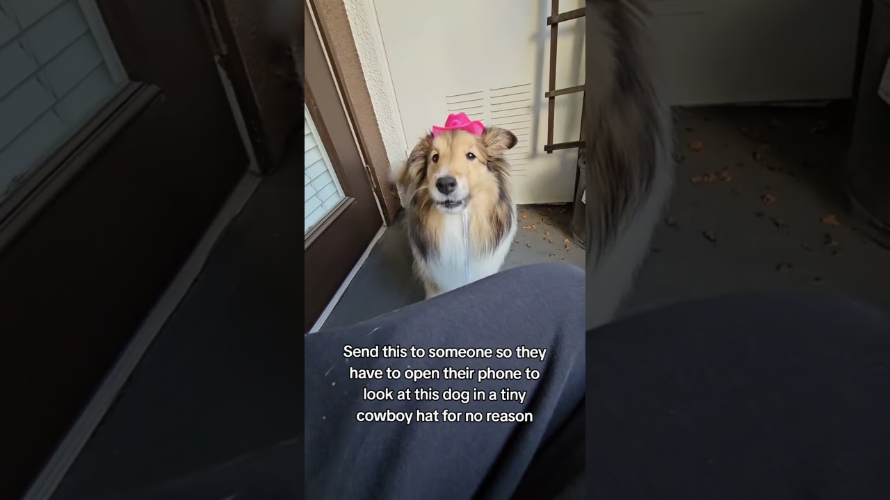 Your Dog Needs This Mini LED Light Up Cowboy Hat! (Cutest Thing Ever) 