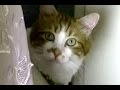 猫と出会って3年、お喋りで感情豊かな猫になるまで ♥♥猫との会話を楽しむ動画 Conversation with a cat