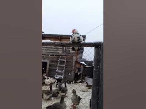 утка 🦆 из мультика🤣 - YouTube