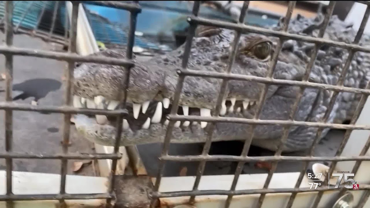 Zach at the Zoo - The Philippine Crocodile