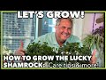 How to grow the lucky shamrock plant oxalis regnellii professional care tips and more