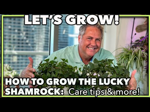 Video: Growing Oxalis Houseplant - Tips on care for Shamrock Plants