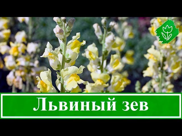 Цветок львиный зев – посадка и уход, выращивание львиного зева из семян -YouTube