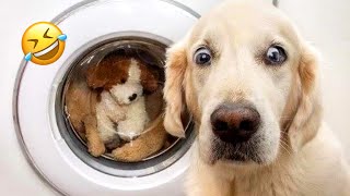 TRY NOT TO LAUGH | Funniest animals videos | New funny dogs and cats videos 2024 | Best Fails
