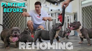 BYE SWISS | REHOMING NANO EXOTIC BULLY TO FOREVERMORE | SAM WALASTIK