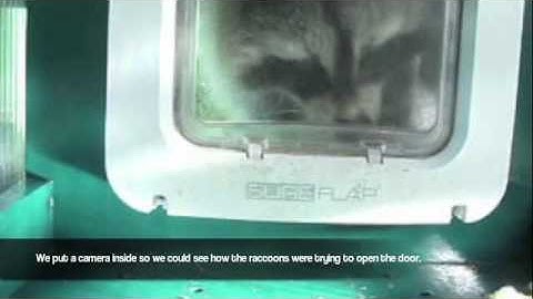 SureFlap Microchip Pet Door Raccoon Testing