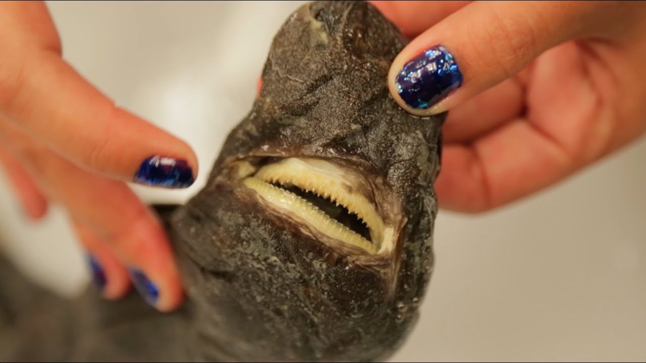 The stealthy Ninja Lanternshark will haunt your dreams