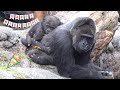 🎂Happy 2nd Birthday Sumomo 🦍🎊🎉Best Scenes June 2023~May 2024
