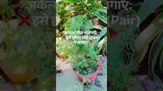 सही दिशा मोरपंखी की #garden #nonfollowerseveryone #wateringtips #viral #trendings