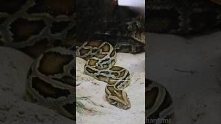 One of the largest snakes 🐍 #geethadarshanfilms #tamilfacts #animals