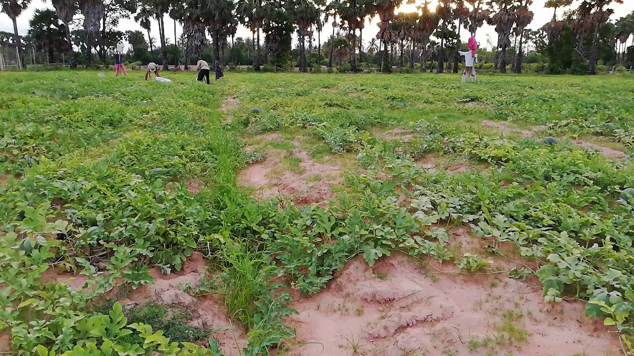 Happy to collect watermelon farm 