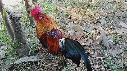 qaib dib f3 qua zoo heev li 2022