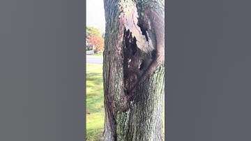When to call an Arborist.