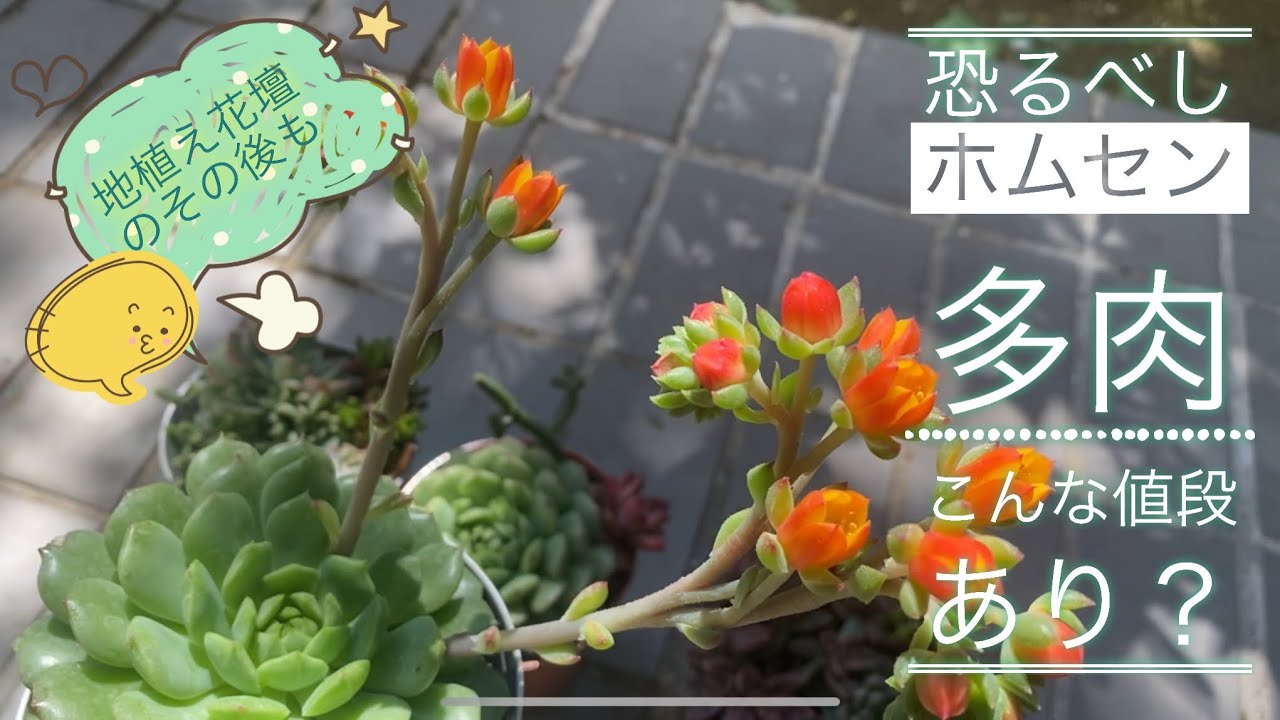 多肉植物 ホームセンターで狩っ多肉 驚きの値段 地植え花壇のその後と新入りさん Youtube