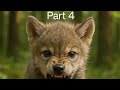 The Wolf Part4/نهاية التلال الخضراء