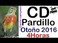 Descargar CD canto del Pardillo educar noveles versión 4 horas 2016
