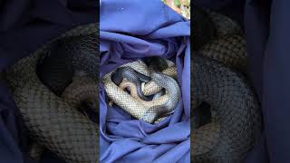 How Do Deadly Snakes Mate