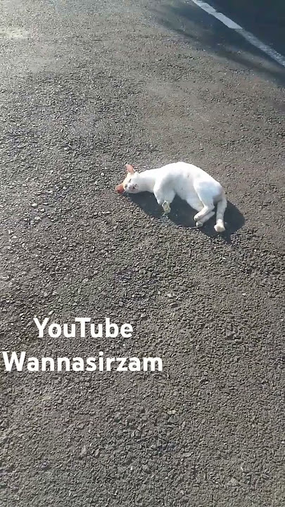 makhlukhalus hehetenang kamu bro pokoknya dah clear semua😄#cat#cats#catlovers#kucingkampung#trending