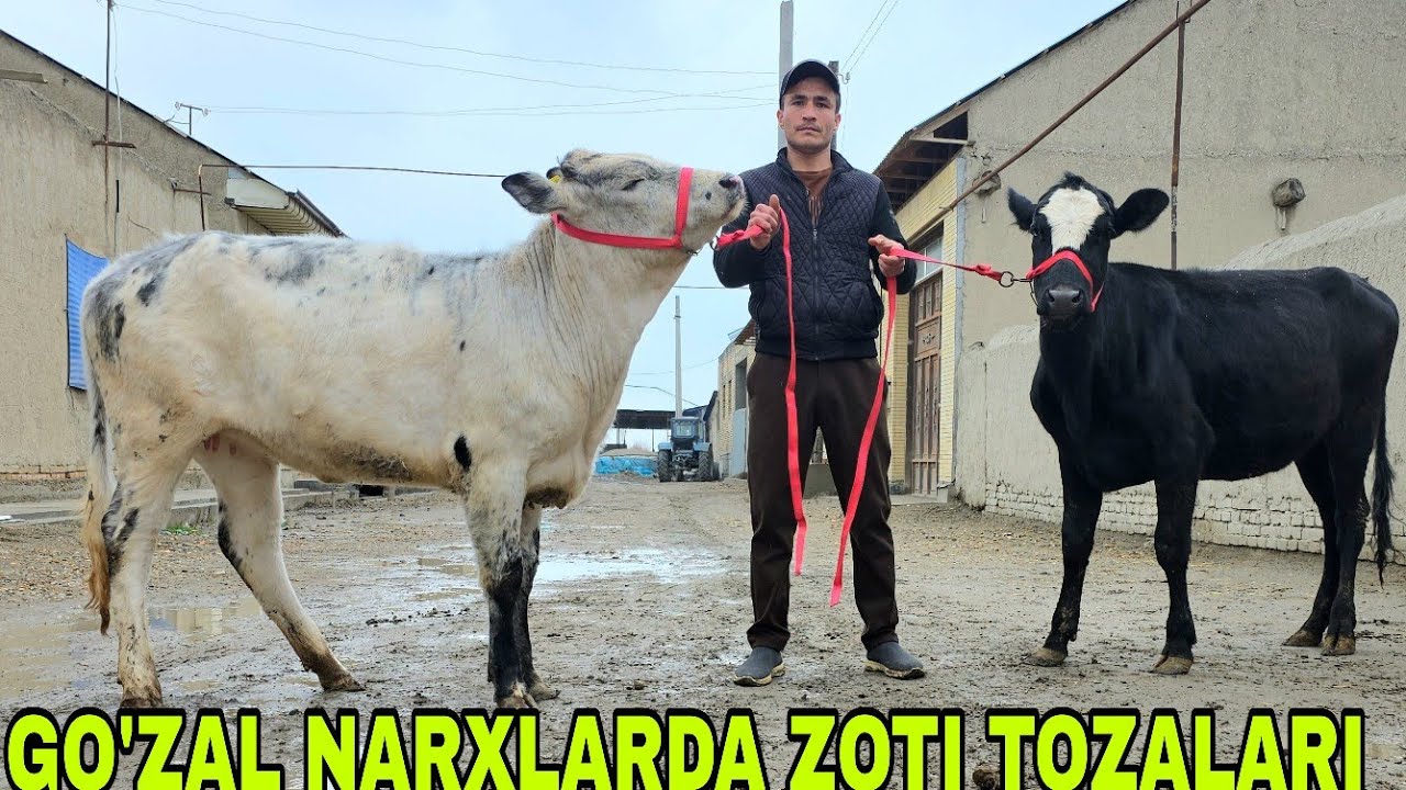 Shaxzodbek ukamiz yangi partiya yengil narxlarda yosh g'unajinlar 10-mart, 2026