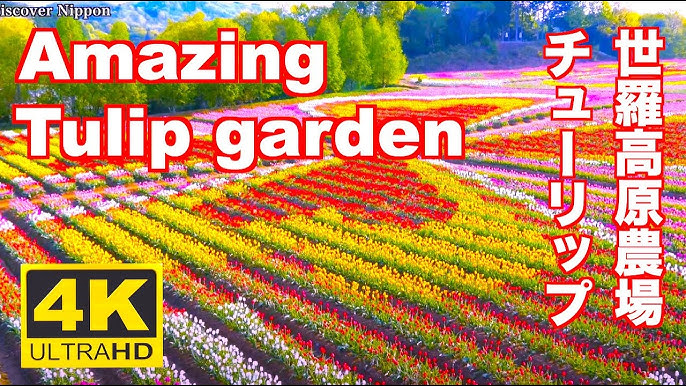 4k Amazing Tulip Garden Japan チューリップ 広島 世羅高原農場 Sera Kogen Farm 広島観光 旅行 Hiroshima Flower Garden Youtube
