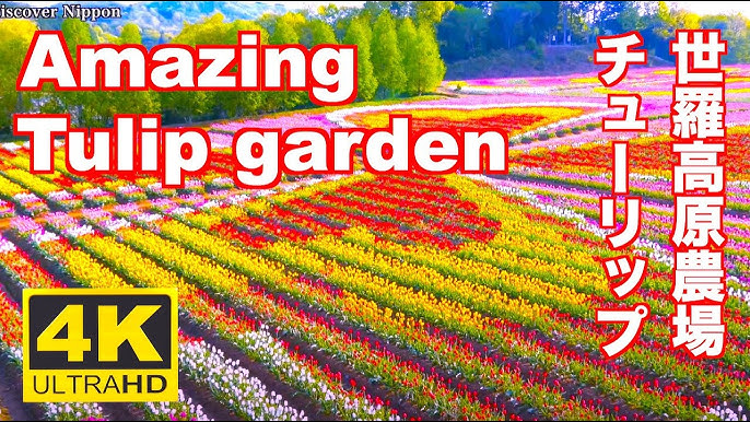 4k Amazing Tulip Garden Japan チューリップ 広島 世羅高原農場 Sera Kogen Farm 広島観光 旅行 Hiroshima Flower Garden Youtube 4k Amazing Tulip Garden Japan チューリップ 広島 世羅高原農場 Sera Kogen Farm 広島観光 旅行 Hiroshima Flower Garden Youtube