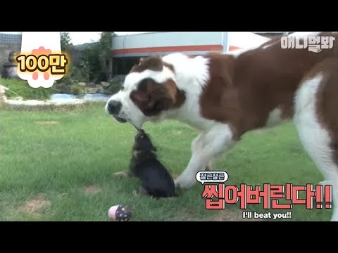 애니멀봐 사모예드 It's a stupid Saint Bernard in town.