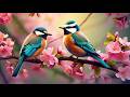 Soothing Piano Bird Sounds For Stress Relief No Ads Boost Your Mood Calm Your Soul Inner Peace 