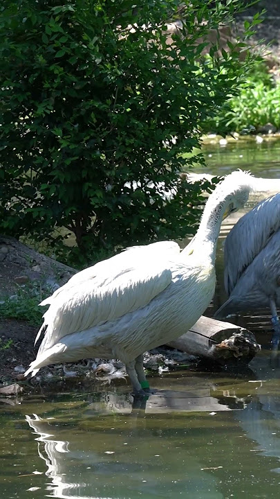This Bird is BIGGER Than You Think!