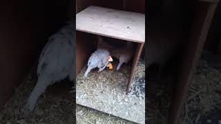 DIY Chicken Coop , Featuring Emo mini horses