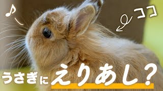 ジャージーウーリーって襟足が可愛いの。No.23