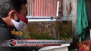 Palangka Raya wajibkan ikan cupang berizin legal karantina screenshot 2