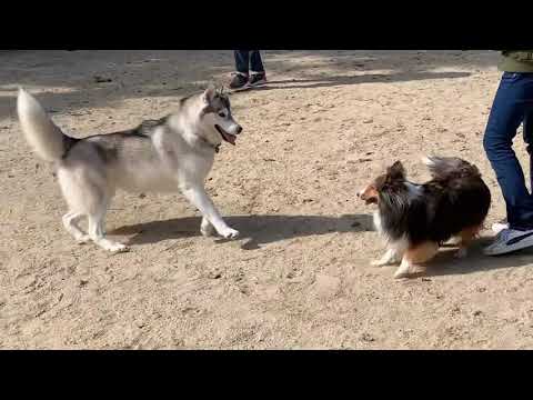愛犬めろんは構ってちゃん【シェットランドシープドッグ】