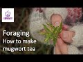 How to make mugwort tea / Foraging for mugwort and cleavers / What is mugwort? / What is cleaver?