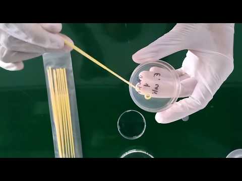 Inoculating an agar plate with E. coli