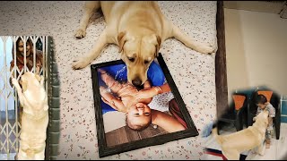 My Dog Started Crying When She Meet Aaru And Bhabhi After 7 Days Dog And Kid Bonding