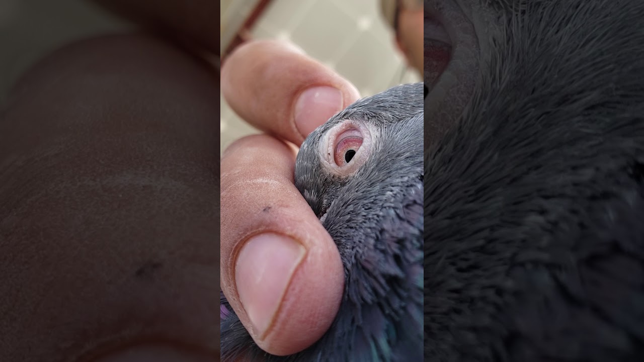 كيف تميز بين الطير البيور والطير الكراس حلقه مهمه وكشف سر من اسرار الخبره