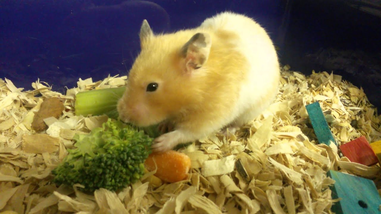 Hamsters eat Broccoli Carrots Celery etc. YouTube