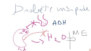 Diabète insipide vs diabète sucré