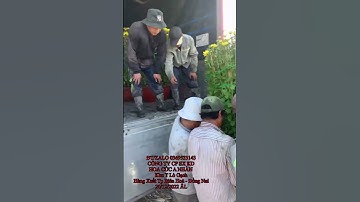 Hoa Cúc Đại Đoá Tết 2023 Khu T Lò Gạch Tí Dãnh 2 Thọ Bé 20/12 ÂL Xuất Trang Trí Nhà Hàng Tp Biên Hoà