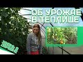 ТЕПЛИЦА ОГУРЦЫ И ПОМИДОРЫ