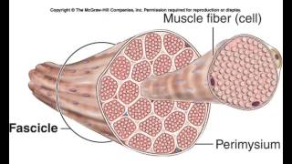 Macauley BIOL 105 Lecture 10 Chapters 9-10 Muscular System F14