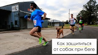 Как защититься от собак при беге Как защититься от собак при беге