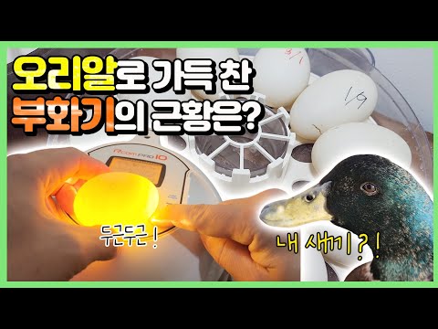 50개가 넘는 오리알들.. 어떻게 되었을까요?