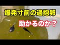 過抱卵は深刻です【メダカ】